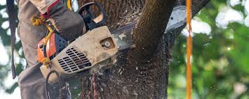 Best Tree Mulching  in Schertz, TX