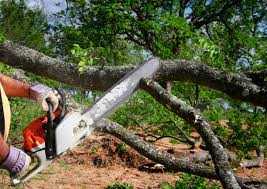 Schertz, TX Tree Care Services Company